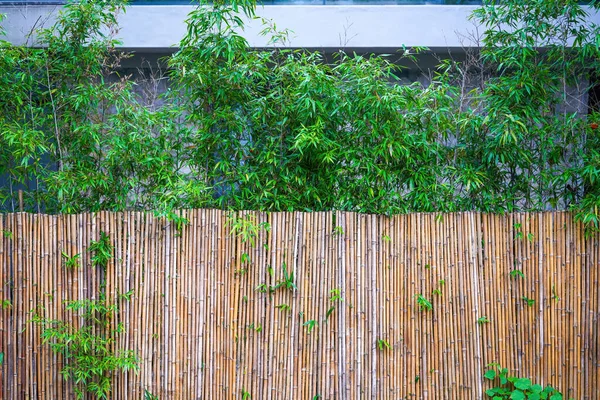 Bamboo Landscape Bamboo Fence Fence Chinese Garden — Stock fotografie