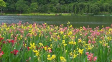 Beautiful view by the lake in the park with canna flowers in full bloom
