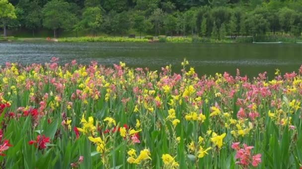 Beautiful View Lake Park Canna Flowers Full Bloom — Stockvideo