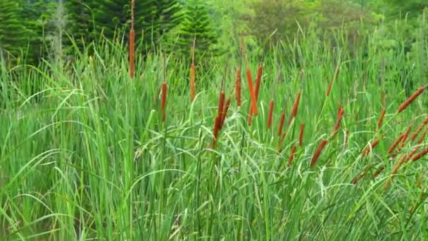 Lush Oriental Cattail Plants Dog Tail Grass Pond — Vídeo de Stock