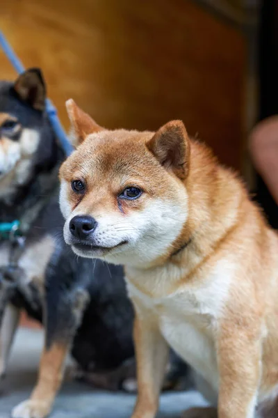 Two Cute Funny Shiba Inu — ストック写真