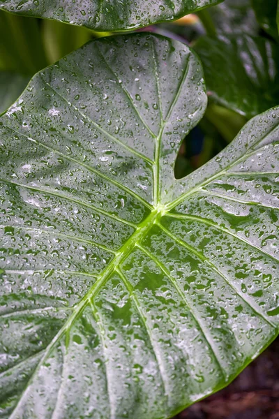 Green Giant Lily Leaves Covered Water Droplets Rain — 스톡 사진