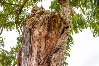 Çürüyen eski bir ağaç kütüğünün dokusuna yakın çekim
