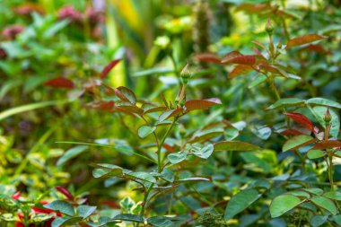 Modern çiçek bahçeleri için çiçek ve bitkilerin peyzaj tasarımı