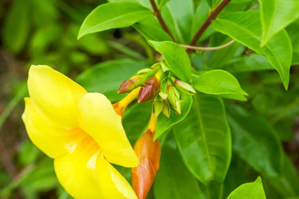 Beautiful Blooming Yellow Cicada Flower Garden — ストック写真