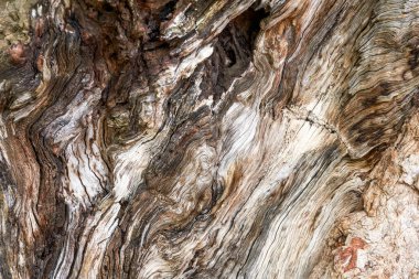 Çürüyen eski bir ağaç kütüğünün dokusuna yakın çekim