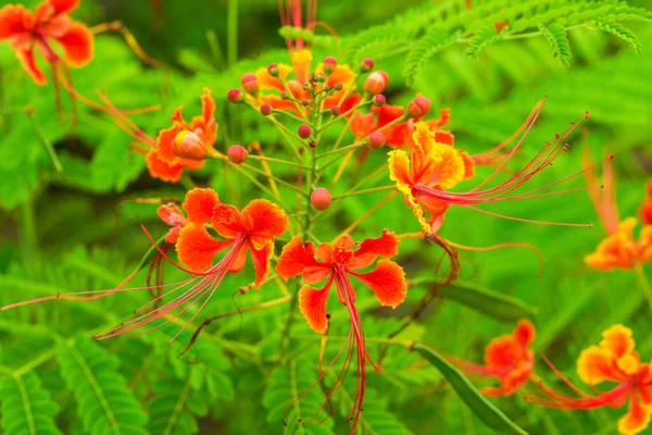 Красиві Пишні Квіти Фенікса Саду — стокове фото