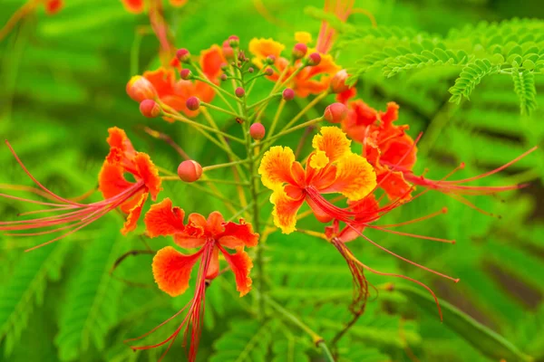Прекрасные Пышные Цветы Феникса Саду — стоковое фото