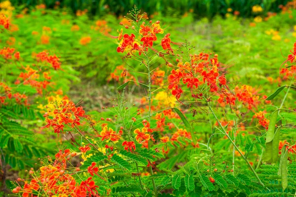 Beautiful Lush Phoenix Flowers Garden — Stock Photo, Image