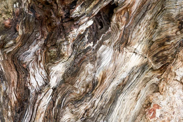 Çürüyen eski bir ağaç kütüğünün dokusuna yakın çekim