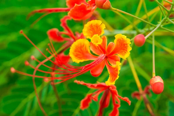 Красиві Пишні Квіти Фенікса Саду — стокове фото
