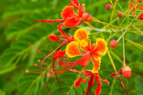 Прекрасные Пышные Цветы Феникса Саду — стоковое фото