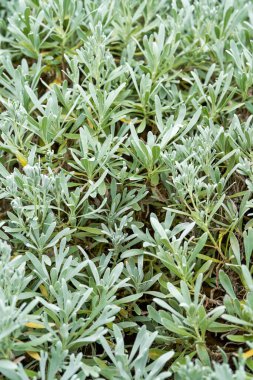 Close up of lush icy green hibiscus chrysanthemum leaves in a garden garden