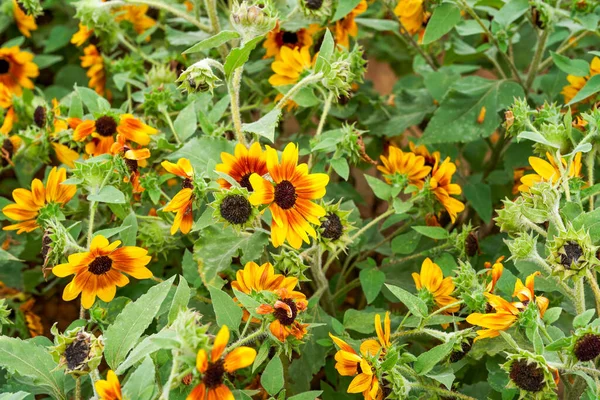 Blooming Sunflower Garden Garden — стоковое фото