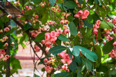 Meyve dolu bir balmumu elma ağacı