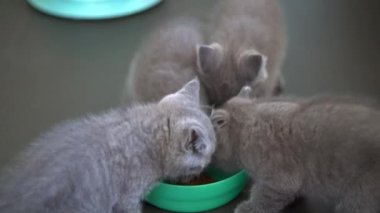 Şirin mavi kedi, İngiliz kısa hava kedisi kedi maması yiyor.