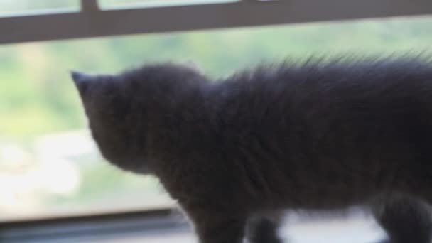 Cute Pet Blue Cat British Shorthair Playing — 图库视频影像