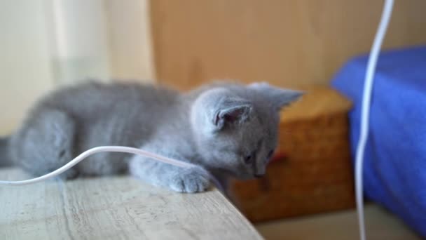 Cute Pet Blue Cat British Shorthair Playing — Stock Video