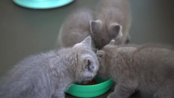 Cute Pet Blue Cat British Shorthair Kitten Eating Cat Food — стоковое видео