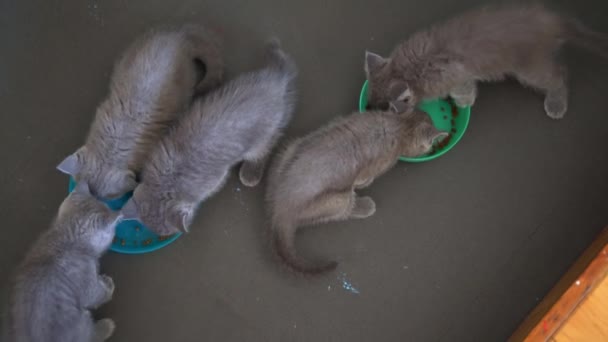Roztomilý Mazlíček Modrá Kočka Britské Krátkosrsté Kotě Jíst Kočičí Jídlo — Stock video