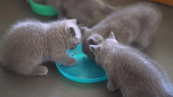Cute Pet Blue Cat British Shorthair Kitten Eating Cat Food — стоковое видео