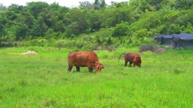 Two buffalo grazing leisurely in a field on the outskirts of the countryside