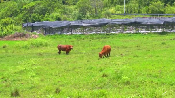 Two Buffalo Grazing Leisurely Field Outskirts Countryside — Stok video