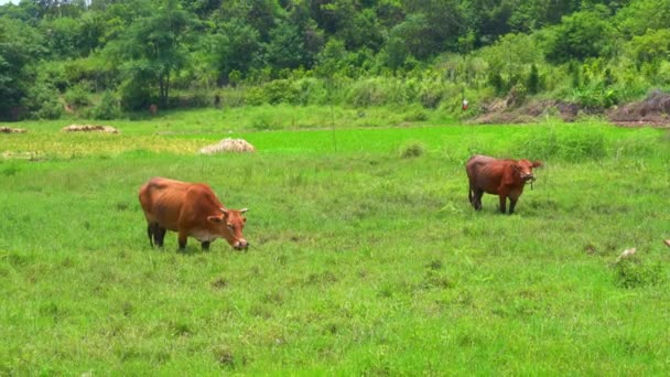 Two Buffalo Grazing Leisurely Field Outskirts Countryside — Vídeo de Stock