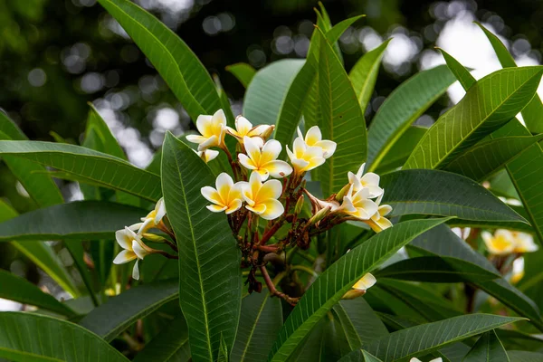 A beautiful lush frangipani planted in the garden