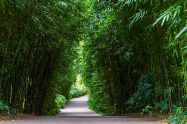 A leisure trail in the bamboo forest in the park