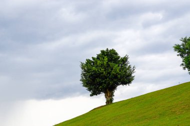 Trees on lawn hillside in park