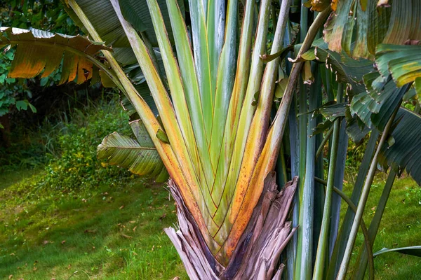 Close Branches Leaves Lush Traveler Banana — Fotografia de Stock