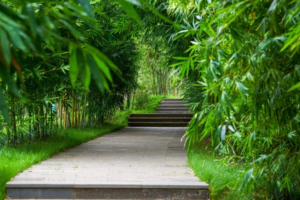 Leisure Trail Bamboo Forest Park — Stockfoto