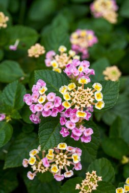 Beautiful lush dandelion flowers growing in the garden