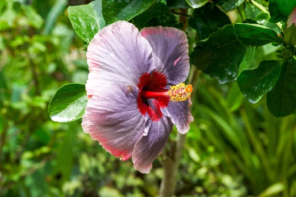 Peculiarly Colored Zhu Jin Flower —  Fotos de Stock