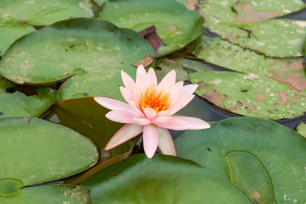 Close Water Lilies Grown Lotus Pond Garden — Foto de Stock