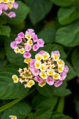 Beautiful lush dandelion flowers growing in the garden