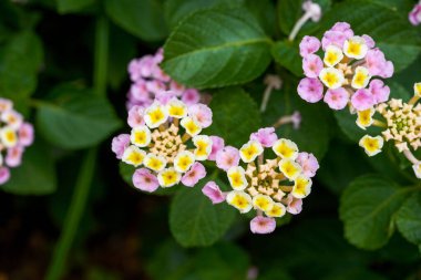 Beautiful lush dandelion flowers growing in the garden
