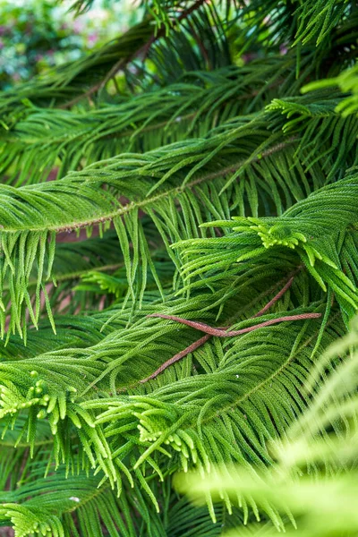 Close Lush Pine Tree Pine Branches Leaves Park — Stock fotografie