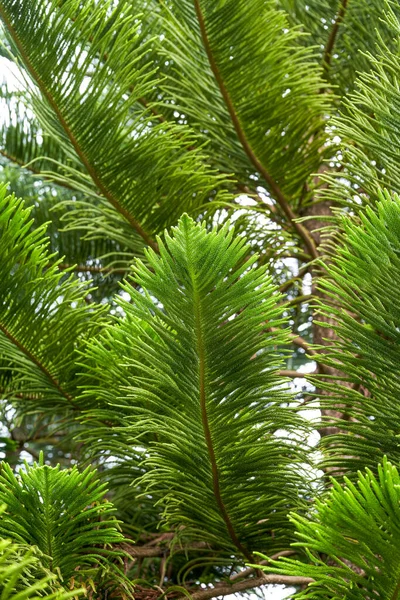 Close Lush Pine Tree Pine Branches Leaves Park — 图库照片