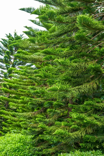 Close-up of a lush pine tree and pine branches and leaves in the park