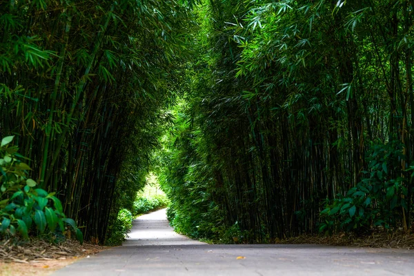 Отдых Бамбуковом Лесу Парке — стоковое фото