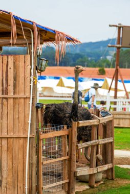 Adult cute ostrich kept in zoo