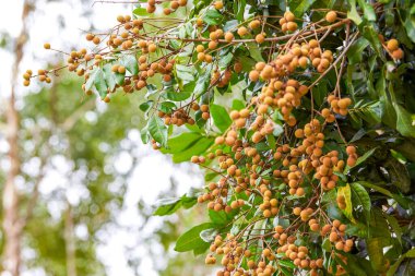 Fruit-bearing longan tree planted in rural Guangxi, China
