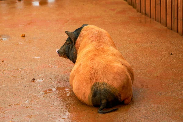 A big fat pig in a farm