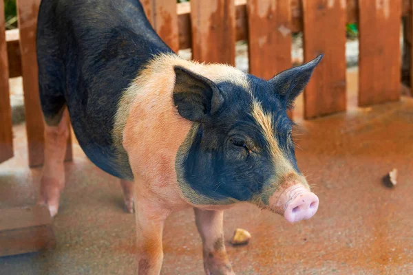 A big fat pig in a farm