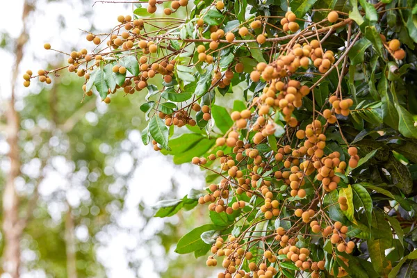 Fruit Bearing Longan Tree Planted Rural Guangxi China — Stock fotografie