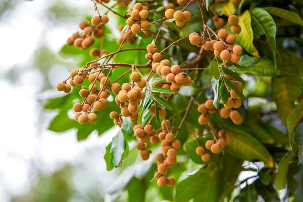 Fruit Bearing Longan Tree Planted Rural Guangxi China — Stock Photo, Image