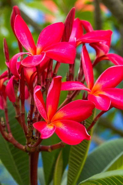 Close Brightly Blooming Red Plumeria Garden — ストック写真