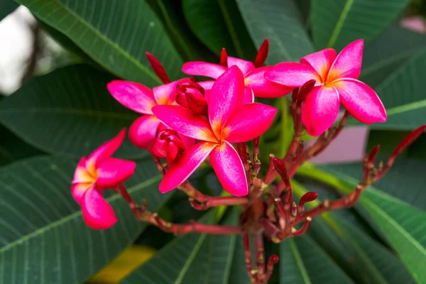 Close Brightly Blooming Red Plumeria Garden — 图库照片